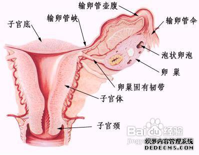 代孕产子公司服务机构