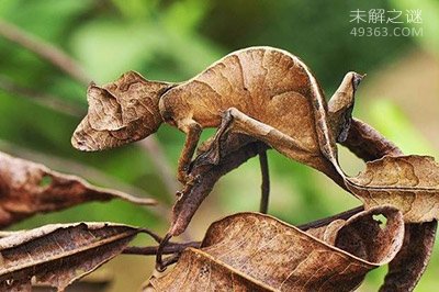 外形最奇特的十种动物，长相怪异对人类并没威胁