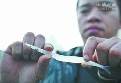 长江捞起一条全身透明的“银鱼”，银鱼怎么吃才是最好