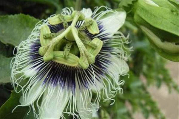 动植物界最好的搭档：日轮花与黑寡妇蜘蛛共同捕食