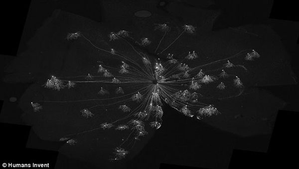 科学家发明脑彩虹成像技术 可辅助理解大脑运行