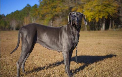 世界十大警犬品种排名，德国牧羊犬居榜首