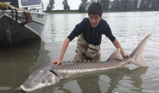 10大凶猛淡水鱼：尼罗河鲈鱼吃食很凶猛(食肉性鱼类)