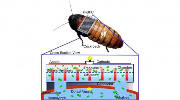 日科学家研发燃料电池 靠昆虫体液为元件供能