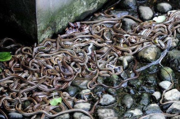 十大恐怖蛇岛：遍地巨蟒无人踏足