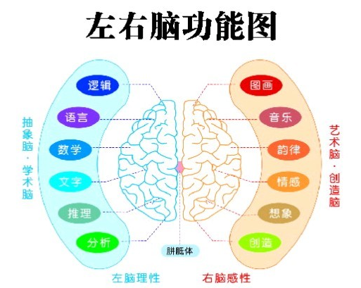 大脑的奥秘，科学揭秘人类大脑如何一心二用!