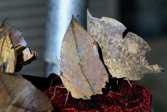 自然界中最会伪装的动物:越南苔藓蛙才是绝顶高手