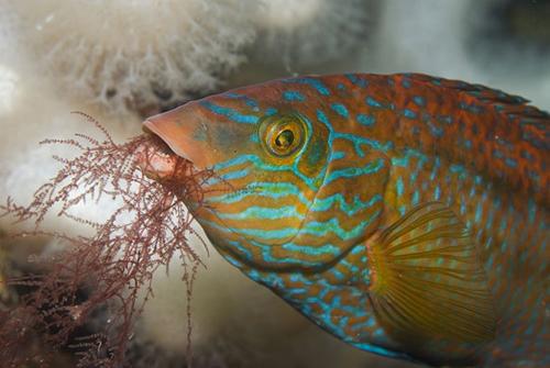 英国海岸十大奇特海洋生物