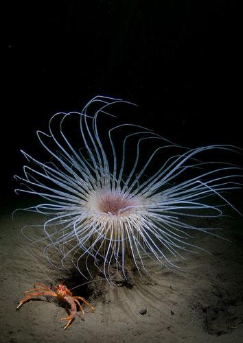 英国海岸十大奇特海洋生物