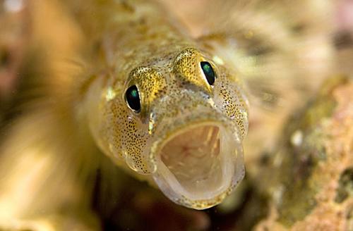 英国海岸十大奇特海洋生物