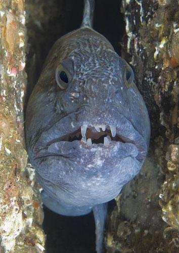 英国海岸十大奇特海洋生物