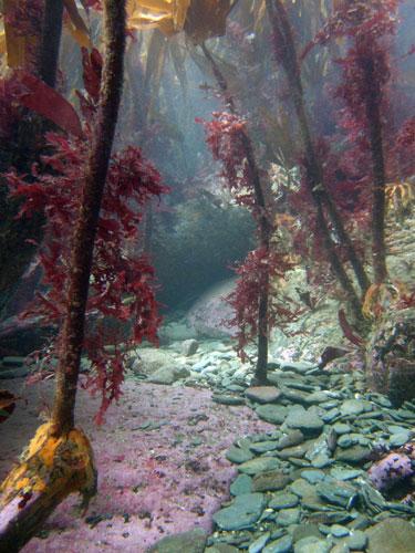 英国海岸十大奇特海洋生物