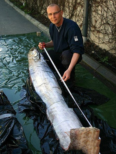 无奇不有的海洋生物